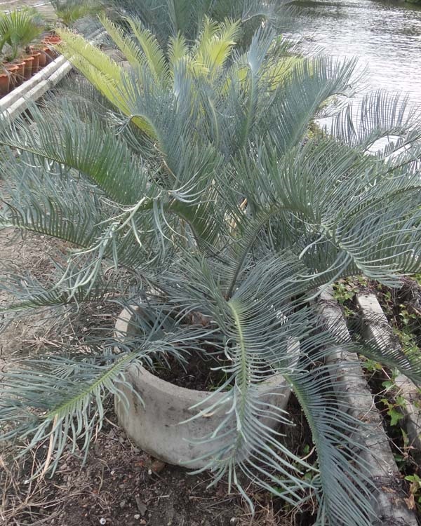 ปรง (Cycas Couttsiana) | สวนสีฟ้า - บ้านโพธิ์ ฉะเชิงเทรา