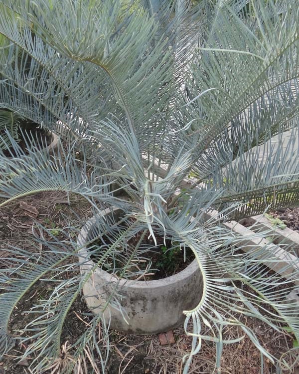 ปรง (Cycas Couttsiana) | สวนสีฟ้า - บ้านโพธิ์ ฉะเชิงเทรา