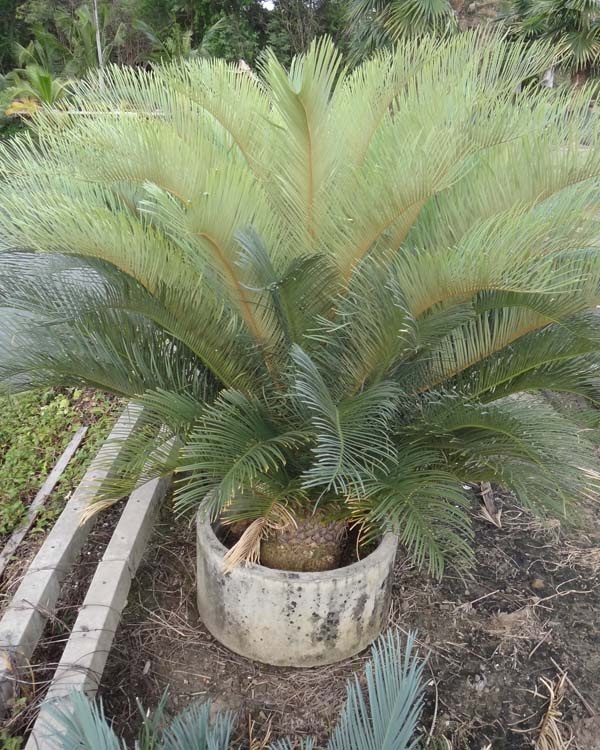 ปรง (Cycas Couttsiana) | สวนสีฟ้า - บ้านโพธิ์ ฉะเชิงเทรา