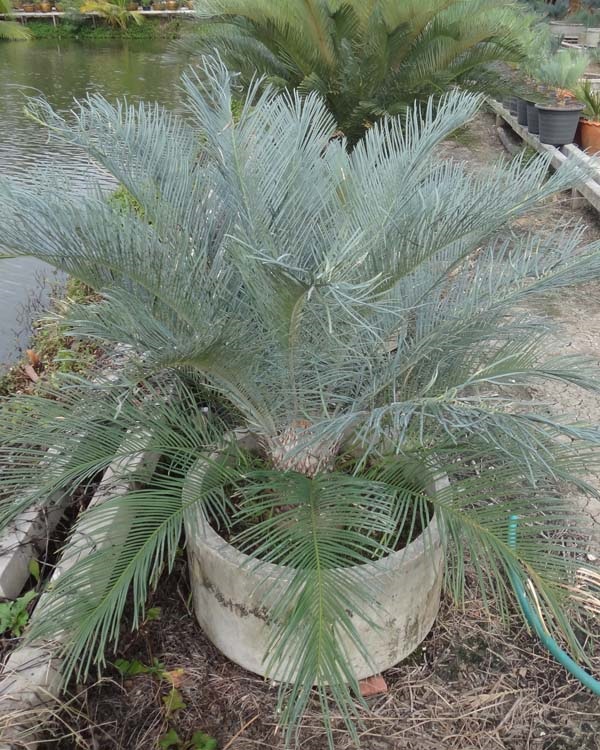 ปรง (Cycas Couttsiana) | สวนสีฟ้า - บ้านโพธิ์ ฉะเชิงเทรา