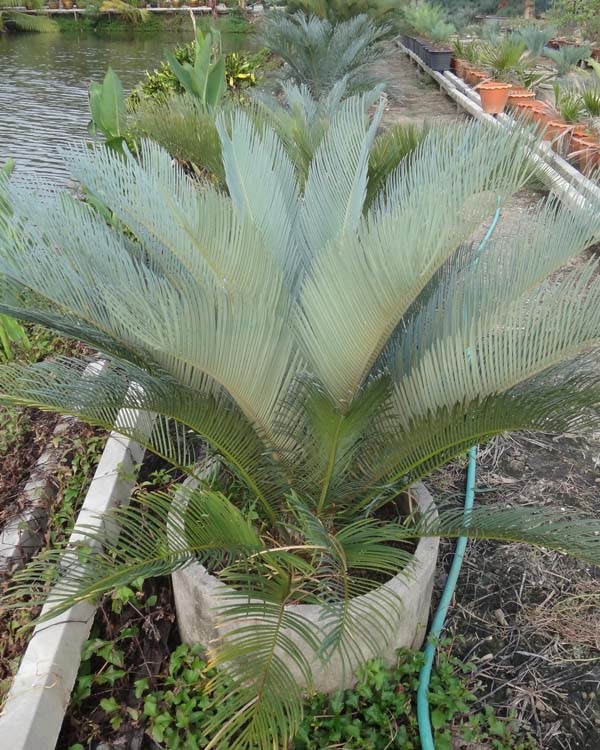 ปรง (Cycas Couttsiana) | สวนสีฟ้า - บ้านโพธิ์ ฉะเชิงเทรา