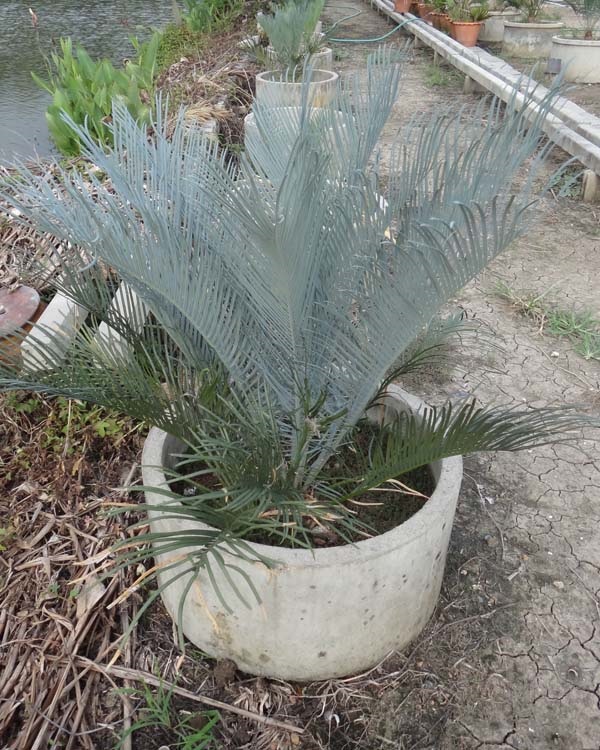 ปรง (Cycas Couttsiana) | สวนสีฟ้า - บ้านโพธิ์ ฉะเชิงเทรา