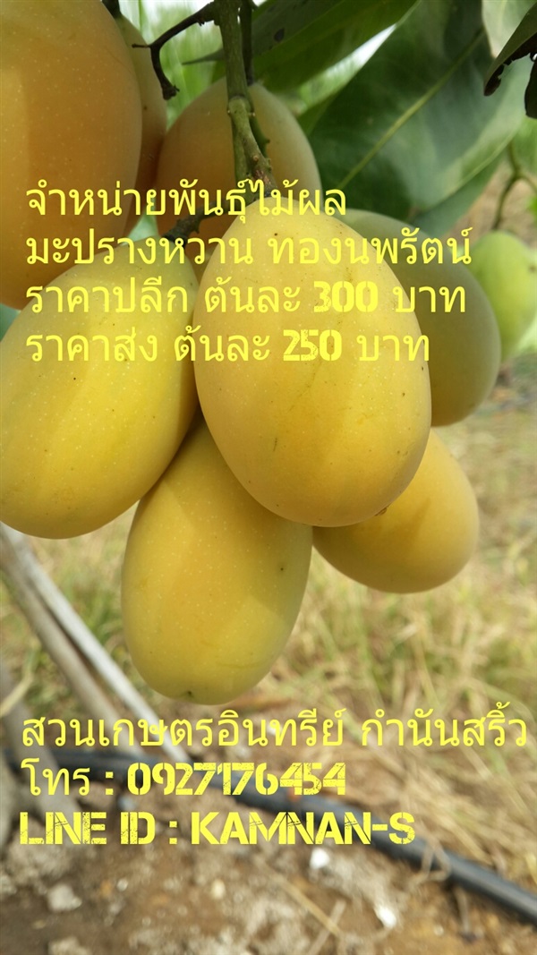 มะปรางหวาน ทองนพรัตน์