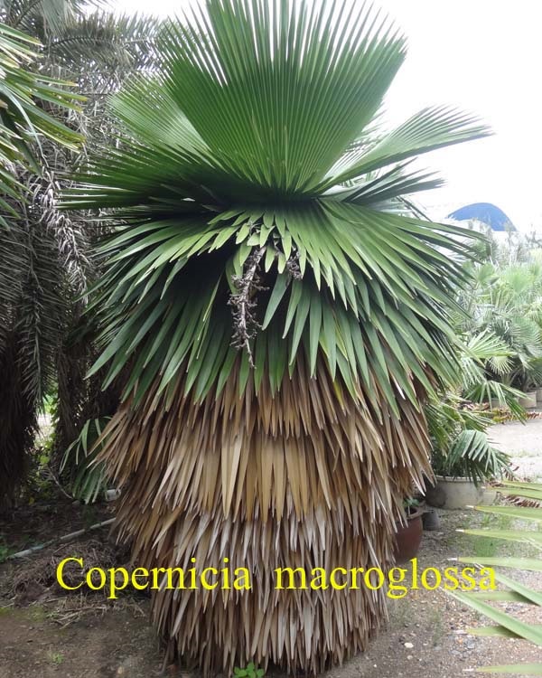 ปาล์ม อ้ายหมี ( Copernicia macroglossa)