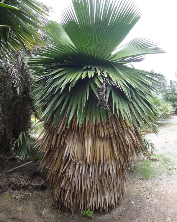 ปาล์ม อ้ายหมี ( Copernicia macroglossa) | สวนสีฟ้า - บ้านโพธิ์ ฉะเชิงเทรา