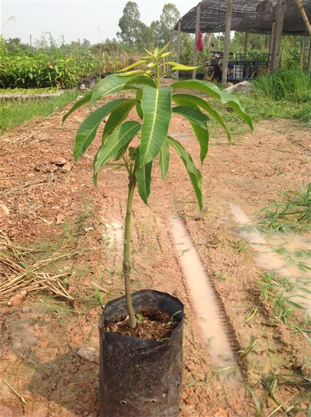 มะม่วงโชคอนันต์เสียบยอด | ริมน่านพันธุ์ไม้ผล - ตรอน อุตรดิตถ์