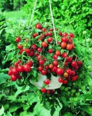 Tumbling Tom (Red) Tomato | ไร่ภูธรา - เมืองเชียงใหม่ เชียงใหม่