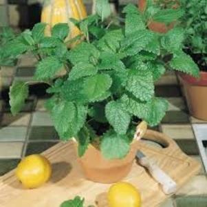 Lemon Balm