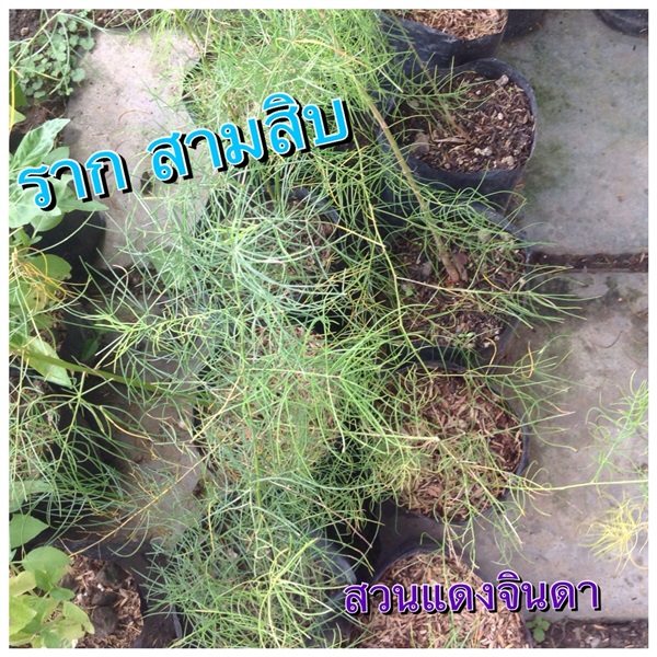 รากสามสิบ | สวนแดงจินดา -  เชียงใหม่