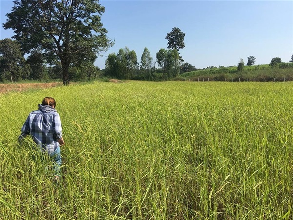 ข้าวหอมมะลิ 105 เกษตรอินทรีย์ | ปิ่นโตบ้านสวน - เมืองอำนาจเจริญ อำนาจเจริญ