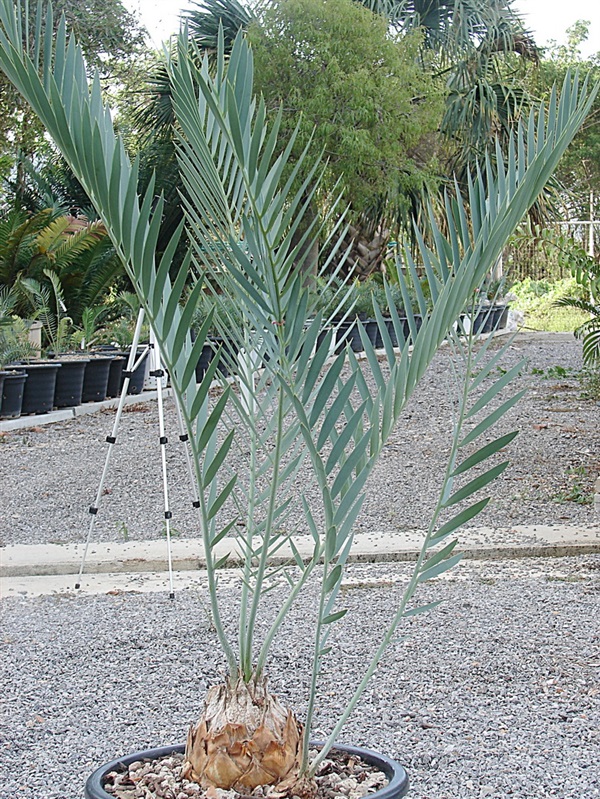 Encephalartos middelburgensis | Suanpom(สวนผม) - สรรพยา ชัยนาท