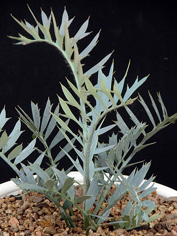 E.horridus