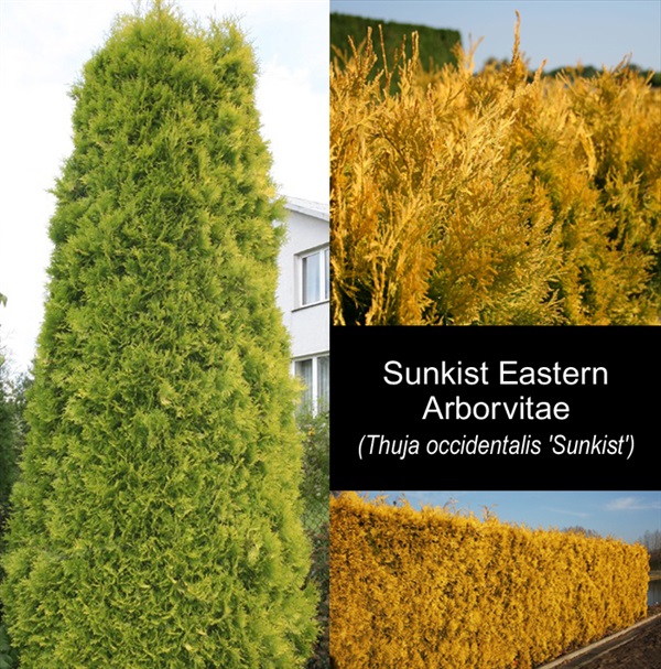 สน Sunkist Eastern Arborvitae