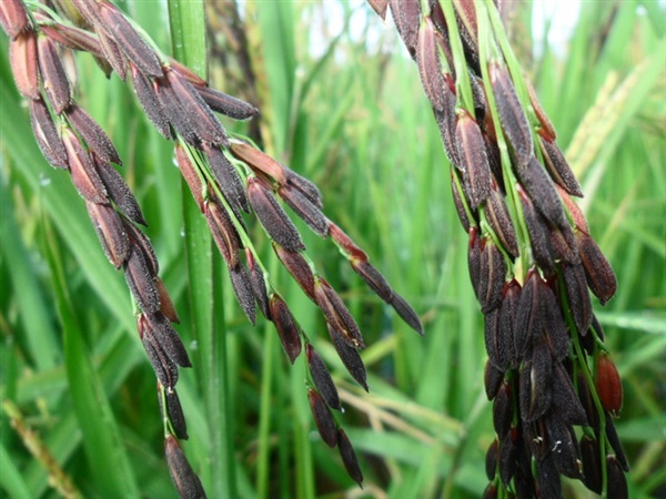 พันธุ์ข้าวไรซ์เบอร์รี่ (Rice Berry) | Marijen Garden - เมืองสมุทรปราการ สมุทรปราการ