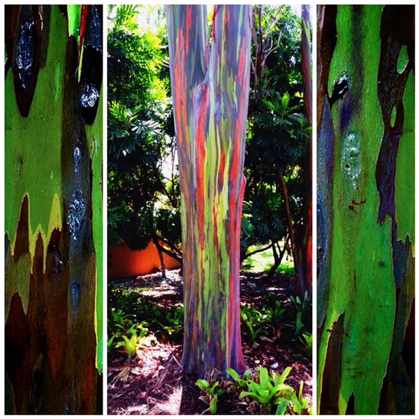 ต้นยูคาลิปตัสสีรุ้ง(Rainbow Eucalyptus) | นานาไม้พันธุ์ - บางขุนเทียน กรุงเทพมหานคร