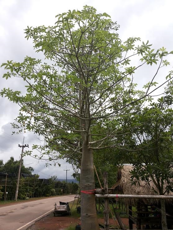 ต้นเบาบับ,ต้นมหาสมบัติ,ต้นขนมปังลิง | ไอลดา - เมืองปราจีนบุรี ปราจีนบุรี