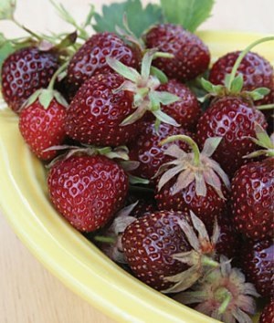 Purple Wonder Strawberry | ไร่ภูธรา - เมืองเชียงใหม่ เชียงใหม่