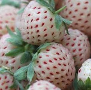 White Soul Strawberry | ไร่ภูธรา - เมืองเชียงใหม่ เชียงใหม่