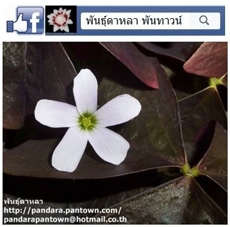 ผีเสื้อราตรี ใบสีดำดอกสีม่วง