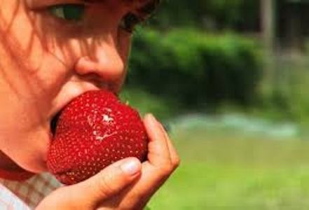 Giant Strawberry  | ไร่ภูธรา - เมืองเชียงใหม่ เชียงใหม่