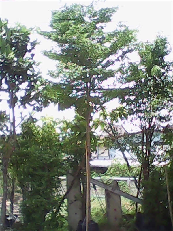 (ปลูกฟรี!) ต้นหูกระจง | สวนไม้ไทย - บางบัวทอง นนทบุรี