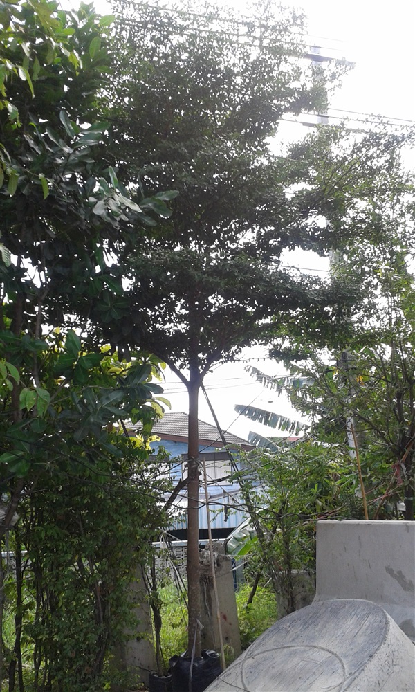 ต้นหูกระจง (ปลุกฟรี) | สวนไม้ไทย - บางบัวทอง นนทบุรี