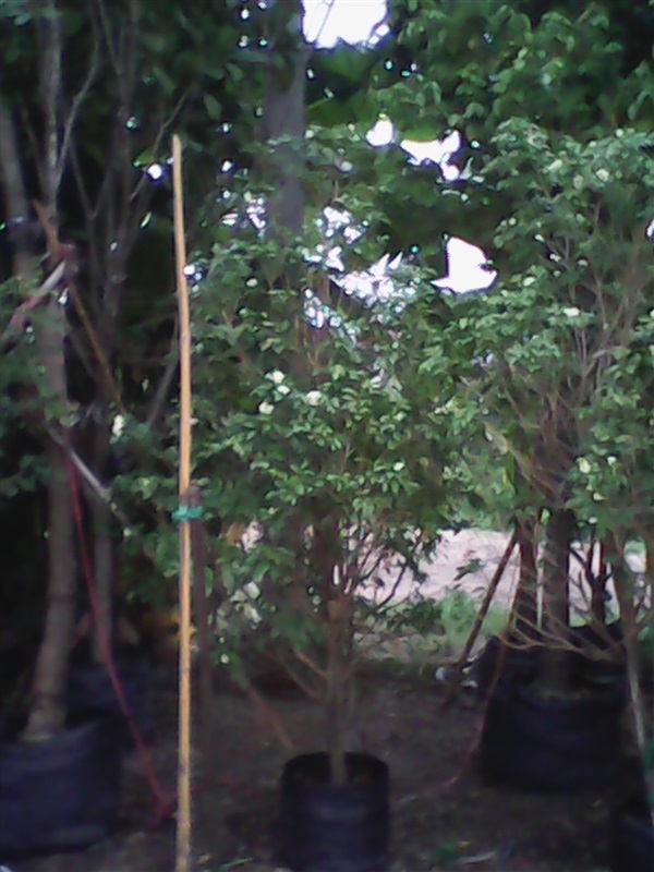 ต้นแก้ว (ปลูกฟรี) | สวนไม้ไทย - บางบัวทอง นนทบุรี