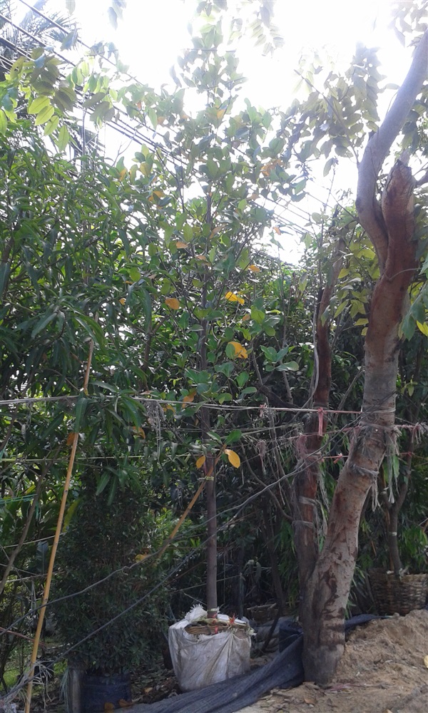 ต้นขนุนทองประเสริฐ (ปลูกฟรี) | สวนไม้ไทย - บางบัวทอง นนทบุรี