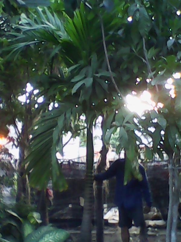 ต้นหมากฟอร์มสวย (ปลูกฟรี) | สวนไม้ไทย - บางบัวทอง นนทบุรี