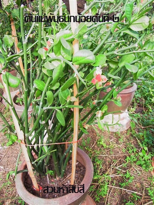 ต้นแม่พันธ์ุนกน้อย | สวนห้าสิบสี่ - สรรคบุรี ชัยนาท