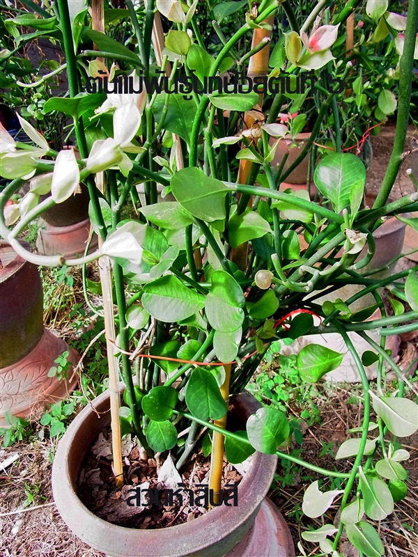 ต้นแม่พันธ์ุนกน้อย | สวนห้าสิบสี่ - สรรคบุรี ชัยนาท