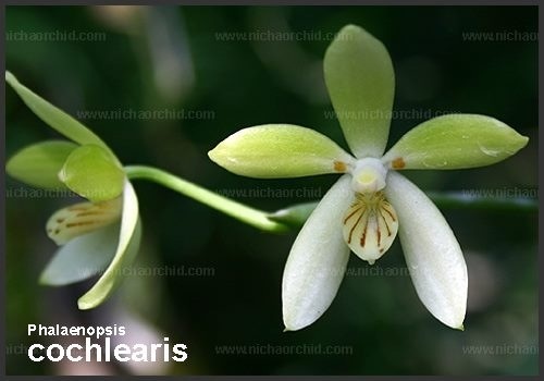 รับจองไม้ขวด Phalaenopsis cochlearis