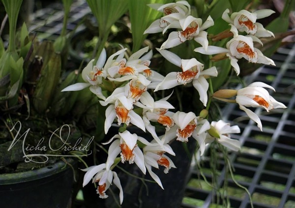 จำหน่าย coelogyne asperata