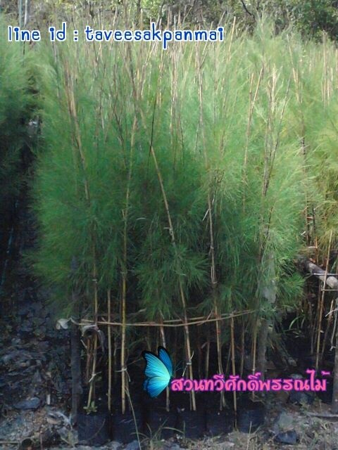 สนปดิพัทธ์ | สวนทวีศักดิ์พันธุ์ไม้ - องครักษ์ นครนายก