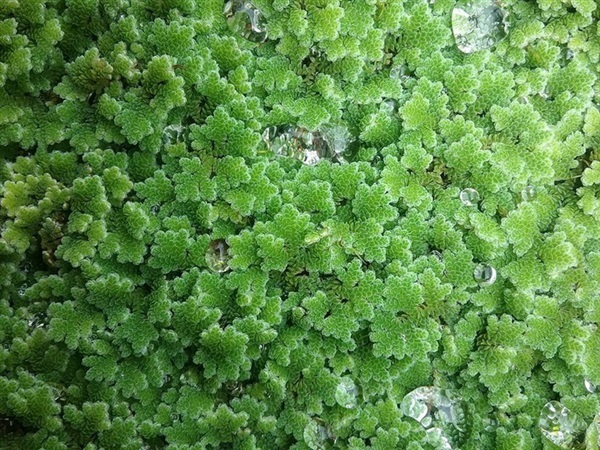 ขายพันธํุ์แหนแดง(water fern)