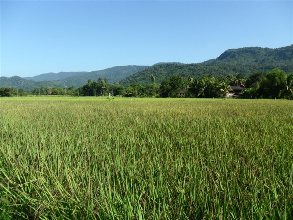 นาอินทรีย์ปลอดสารพิษ(Organic Rice Field) | Marijen Garden - เมืองสมุทรปราการ สมุทรปราการ