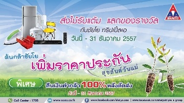 ต้นกระดาษพันธุ์ดี ต้นกล้าชัยโยเดือนสิงหา | Shaiyoaaa - บางปะกง ฉะเชิงเทรา