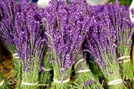 English Lavender