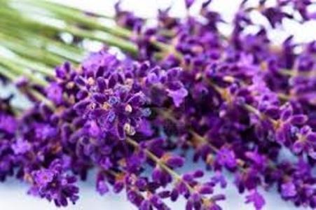 Chinese Lavender 