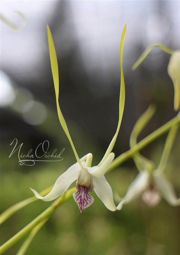 จำหน่าย Dendrobium antennatum 'Longhorn' | Nicha Orchid - เมืองจันทบุรี จันทบุรี