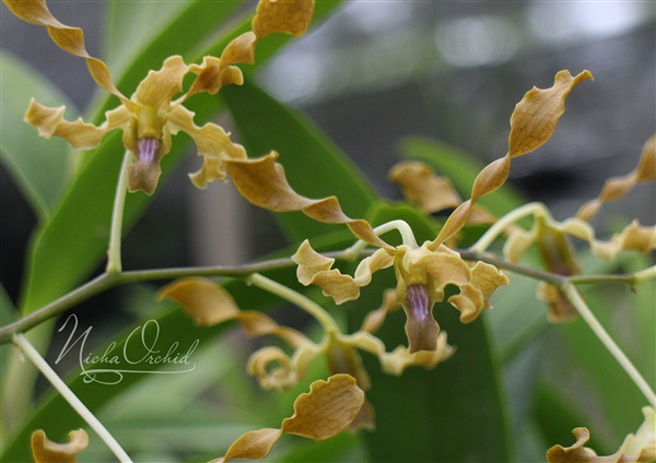 จำหน่ายหวายกลีบบิด | Nicha Orchid - เมืองจันทบุรี จันทบุรี