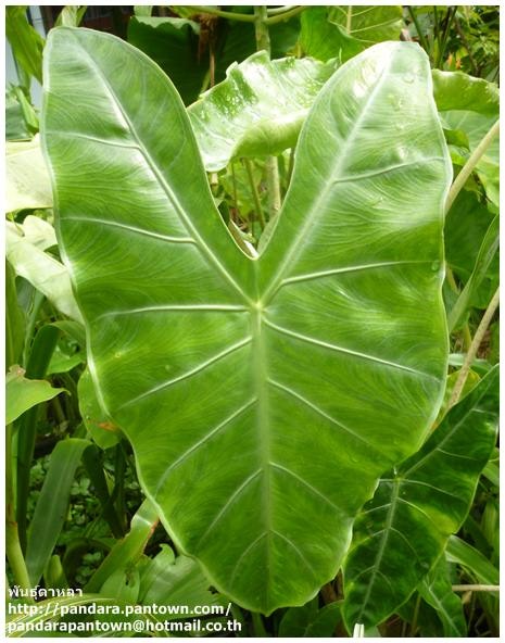 Alocasia Longiloba