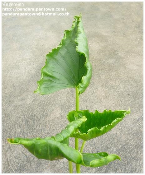 Alocasia triangularis