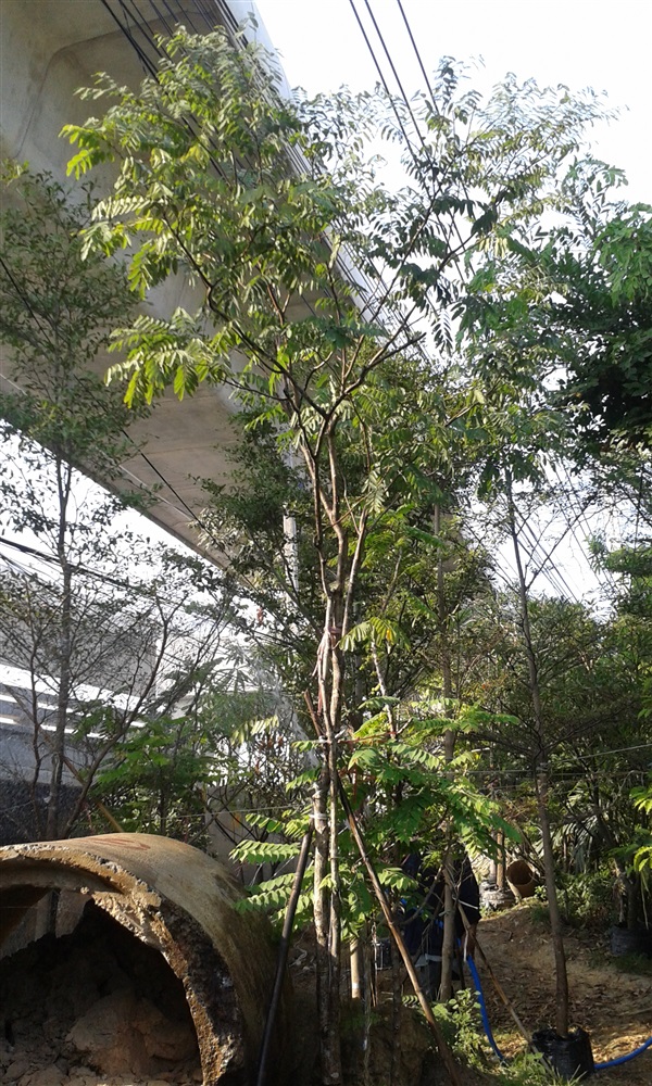 ต้นกระพี้จั่น/ฟอร์มสวย (ปลูกฟรีจ้า) | สวนไม้ไทย - บางบัวทอง นนทบุรี
