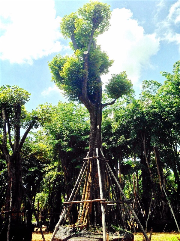 ต้นอินจัน | TreeDisplay - บางใหญ่ นนทบุรี