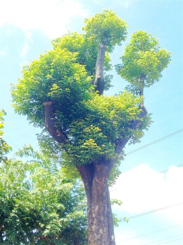 ต้นอินจัน | TreeDisplay - บางใหญ่ นนทบุรี