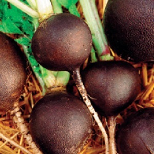 Radish Black Spanish Round