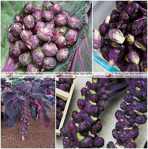 กะหล่ำดาวสีม่วง - Purple Brussels Sprout | พีพีเมล็ดพันธุ์ - เมืองมหาสารคาม มหาสารคาม