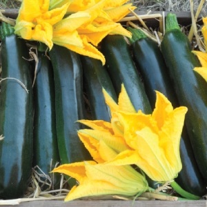 Courgette British Summertime  | ไร่ภูธรา - เมืองเชียงใหม่ เชียงใหม่