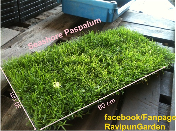 Seashore Paspalum  | Ravipun@Garden -  สมุทรปราการ